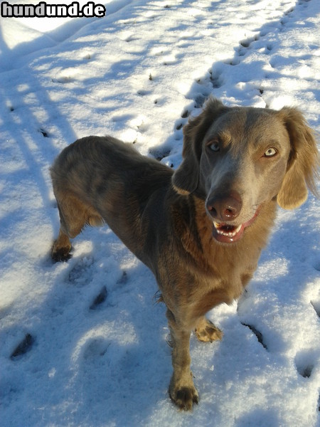 Weimaraner Hunde Foto 47687 Weimaraner Unsere Weimaraner Langhaar-Hündin Xena im Winter