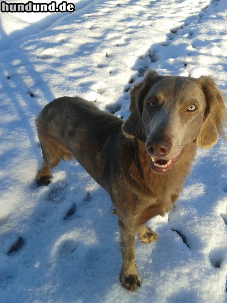 Weimaraner Unsere Weimaraner Langhaar-Hündin Xena im Winter 