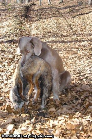 Weimaraner Hunde Foto 46865 in höherer Auflösung ansehen Weimaraner Fuchsapport