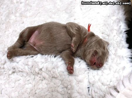 Weimaraner Hunde Foto 46867 in höherer Auflösung ansehen Weimaraner Agon beim schalfen