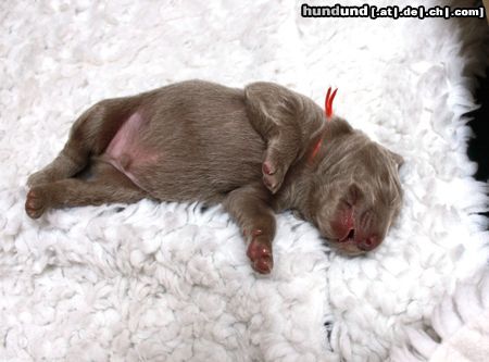 Weimaraner Agon beim schalfen