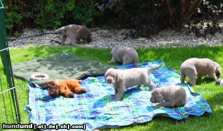 Weimaraner Wendesser Moor Nachwuchs beim ersten Ausflug nach draußen 