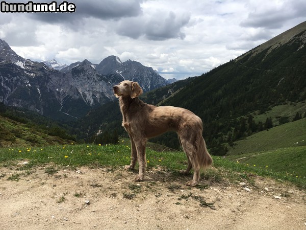 Weimaraner Xena beim wandern im Karwendel