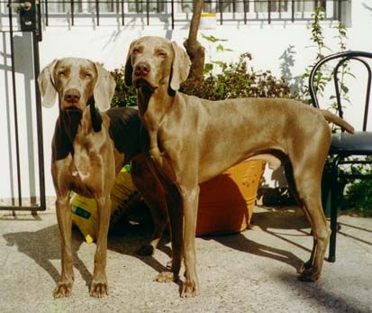 Weimaraner Hunde Foto 1059 Weimaraner hier ist sehr gut das größenverhältnis von rüde und hündin zu sehen