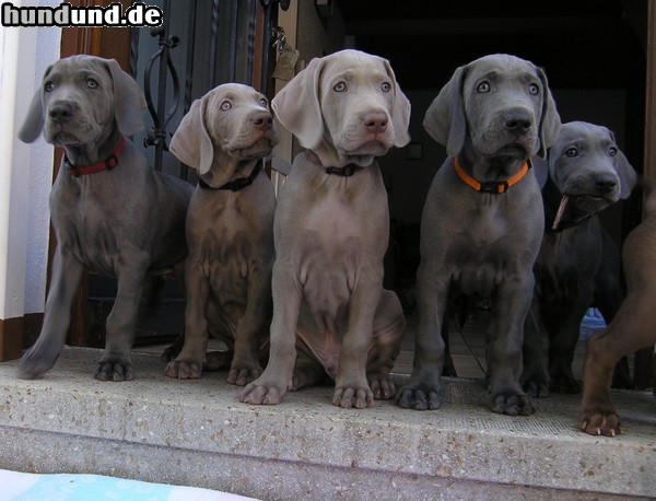 Weimaraner Unsere Rasselbande bewacht den Eingang