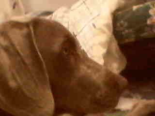 Weimaraner Hunde Foto 1665 Weimaraner WEIMER MONTERREY