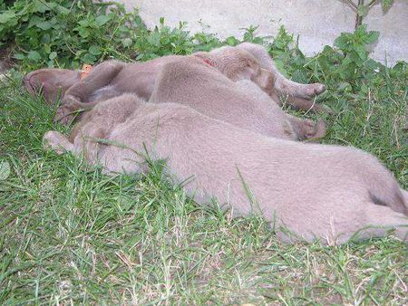 Weimaraner http://www.weimaraner-austria.at