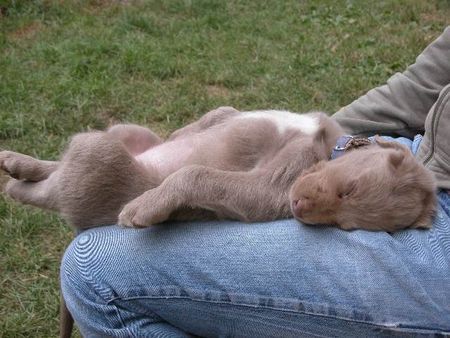 Weimaraner http://www.weimaraner-austria.at