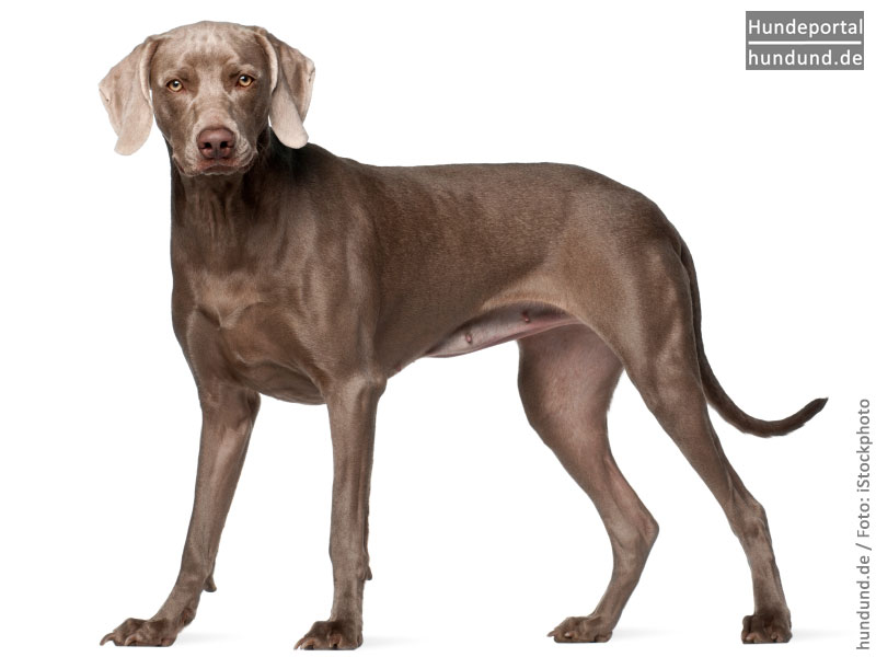 Weimaraner