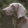 Weimaraner