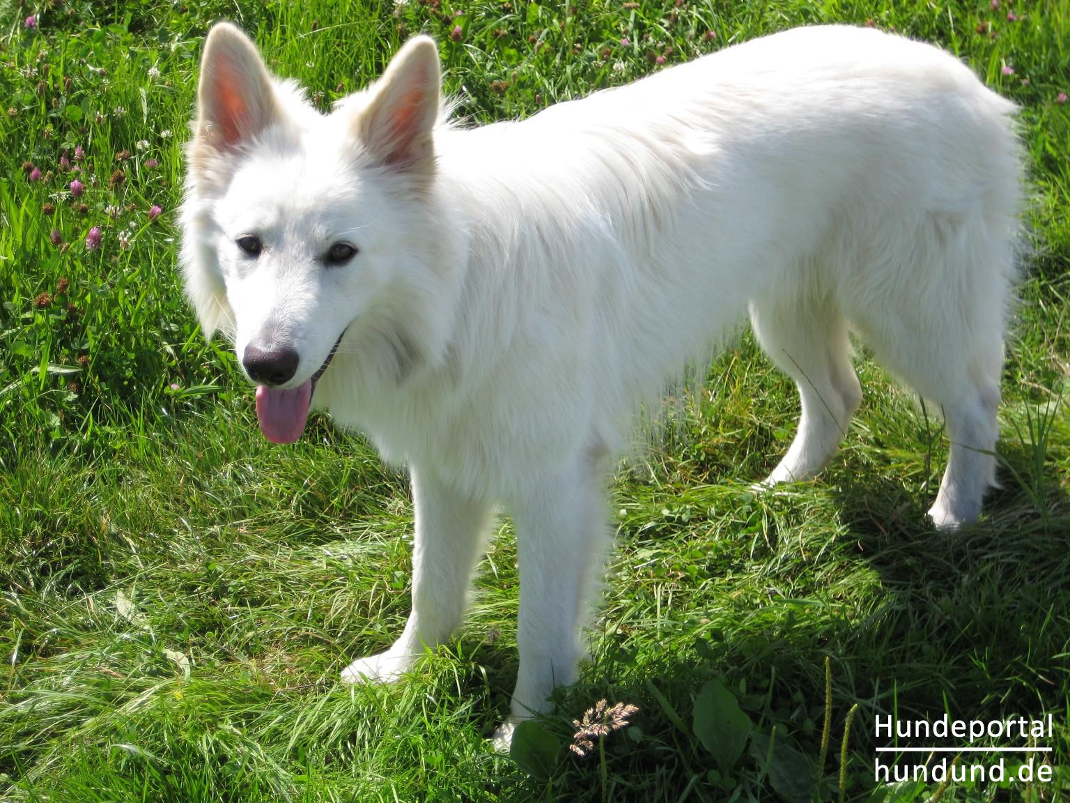 Weißer Schweizer Schäferhund, Berger Blanc Suisse Foto 44789 - hundund.de