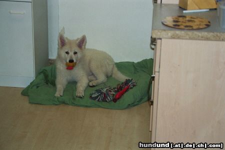 Weißer Schweizer Schäferhund Hunde Foto 18547 in höherer Auflösung ansehen Weißer Schweizer Schäferhund Angel und ihr Huhn