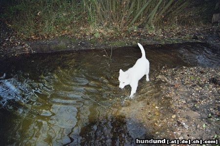Weißer Schweizer Schäferhund Hunde Foto 18543 in höherer Auflösung ansehen Weißer Schweizer Schäferhund Astha beim Bad