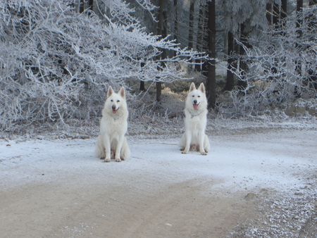 Weißer Schweizer Schäferhund Hunde Foto 40786 Weißer Schweizer Schäferhund
