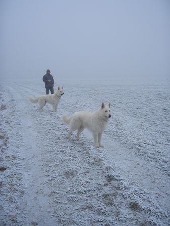 Weißer Schweizer Schäferhund Hunde Foto 40785 Weißer Schweizer Schäferhund
