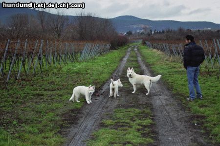 Weißer Schweizer Schäferhund Hunde Foto 18544 in höherer Auflösung ansehen Weißer Schweizer Schäferhund Die ganze Familie ...
