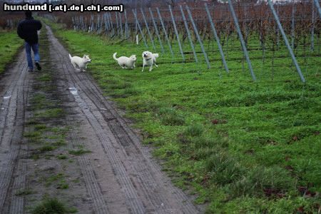 Weißer Schweizer Schäferhund Hunde Foto 18546 in höherer Auflösung ansehen Weißer Schweizer Schäferhund unsere Mäuse