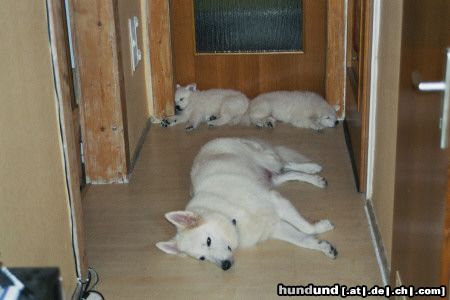 Weißer Schweizer Schäferhund Hunde Foto 18545 in höherer Auflösung ansehen Weißer Schweizer Schäferhund kollektiver Schlaf