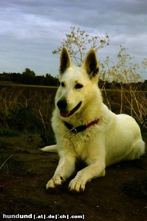 Weißer Schweizer Schäferhund Hunde Foto 6559 Weißer Schweizer Schäferhund Caitlin- Laureen v.d. Nellenburg