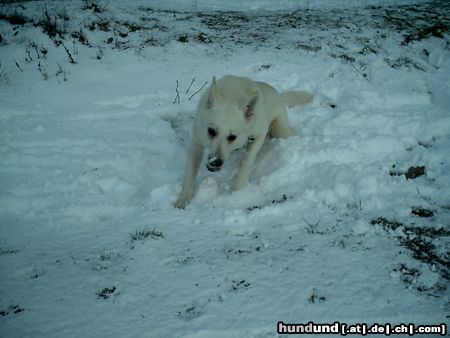 Weißer Schweizer Schäferhund Hunde Foto 21533 Weißer Schweizer Schäferhund Hoppla - da lag ein Loch ...