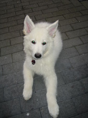 Weißer Schweizer Schäferhund Hunde Foto 39092 Weißer Schweizer Schäferhund Weißer Wolf