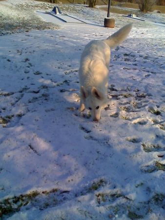 Weißer Schweizer Schäferhund Hunde Foto 43616 in höherer Auflösung ansehen Weißer Schweizer Schäferhund cira geb.am 01,02,2008