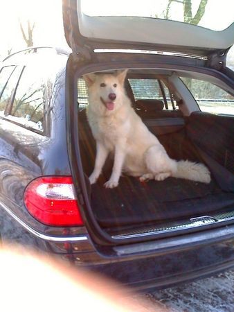 Weißer Schweizer Schäferhund Hunde Foto 43607 in höherer Auflösung ansehen Weißer Schweizer Schäferhund