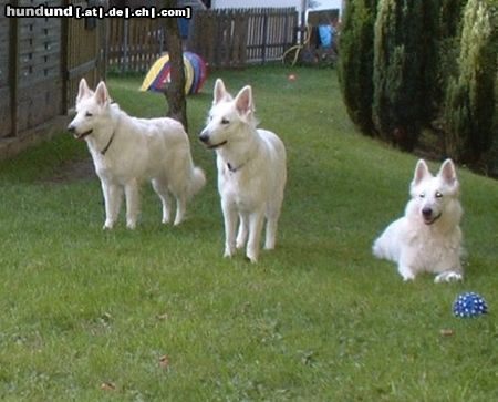 Weißer Schweizer Schäferhund Hunde Foto 5988 Weißer Schweizer Schäferhund Whity, Debora + Fillepien