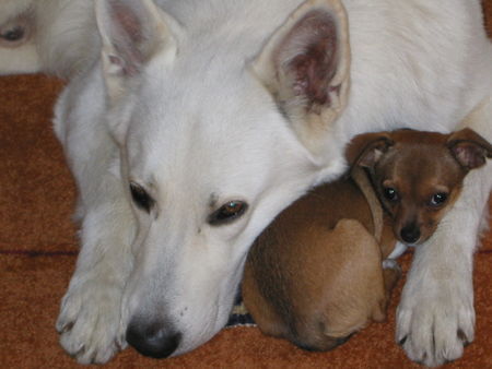 Weißer Schweizer Schäferhund Hunde Foto 34100 in höherer Auflösung ansehen Weißer Schweizer Schäferhund meine kleine Schwester.. Lucy