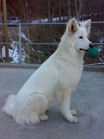 Weißer Schweizer Schäferhund Hunde Foto 42633 in höherer Auflösung ansehen Weißer Schweizer Schäferhund