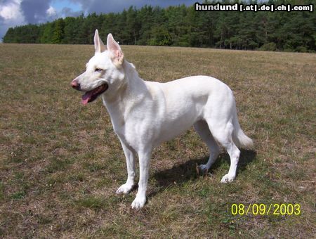 Weißer Schweizer Schäferhund Hunde Foto 7091 Weißer Schweizer Schäferhund Meine Jessy 7 Jahre alt