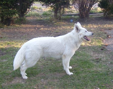 Weißer Schweizer Schäferhund Hunde Foto 31066 in höherer Auflösung ansehen Weißer Schweizer Schäferhund Happy