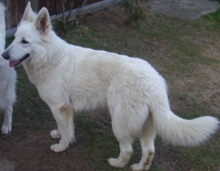 Weißer Schweizer Schäferhund Hunde Foto 31067 in höherer Auflösung ansehen Weißer Schweizer Schäferhund Kara