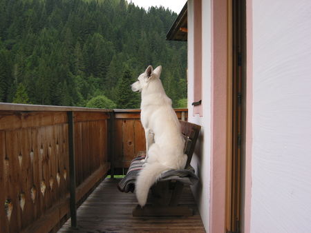 Weißer Schweizer Schäferhund Hunde Foto 34101 in höherer Auflösung ansehen Weißer Schweizer Schäferhund endlich Uraub