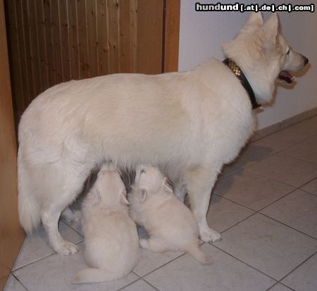 Weißer Schweizer Schäferhund Hunde Foto 17110 in höherer Auflösung ansehen Weißer Schweizer Schäferhund Angel und ihre Töchter 2