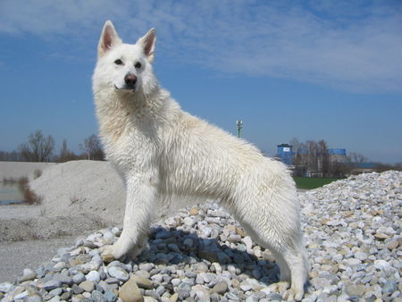 Weißer Schweizer Schäferhund Hunde Foto 37602 Weißer Schweizer Schäferhund