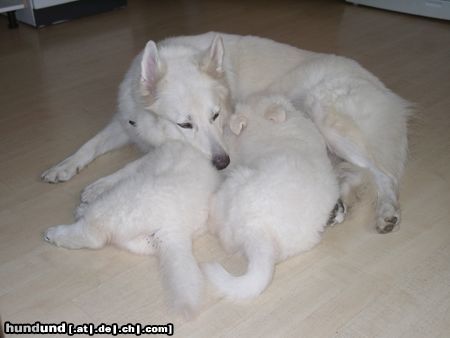 Weißer Schweizer Schäferhund Hunde Foto 17064 in höherer Auflösung ansehen Weißer Schweizer Schäferhund Angel und ihre Töchter