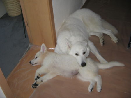 Weißer Schweizer Schäferhund Hunde Foto 34444 Weißer Schweizer Schäferhund