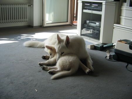 Weißer Schweizer Schäferhund Hunde Foto 34446 in höherer Auflösung ansehen Weißer Schweizer Schäferhund