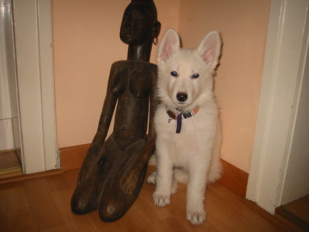 Weißer Schweizer Schäferhund Hunde Foto 27880 in höherer Auflösung ansehen Weißer Schweizer Schäferhund Alaska