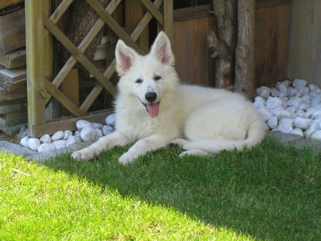 Weißer Schweizer Schäferhund Hunde Foto 39093 Weißer Schweizer Schäferhund Sonnige Laune