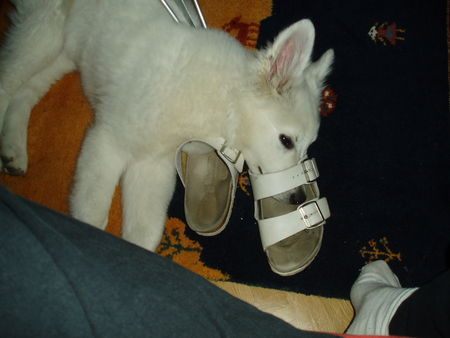 Weißer Schweizer Schäferhund Hunde Foto 34555 Weißer Schweizer Schäferhund Puuuuh....