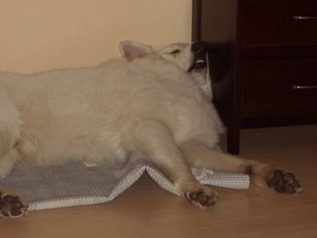 Weißer Schweizer Schäferhund Hunde Foto 34447 Weißer Schweizer Schäferhund