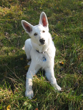 Weißer Schweizer Schäferhund Hunde Foto 38001 Weißer Schweizer Schäferhund Luna 10 Monate