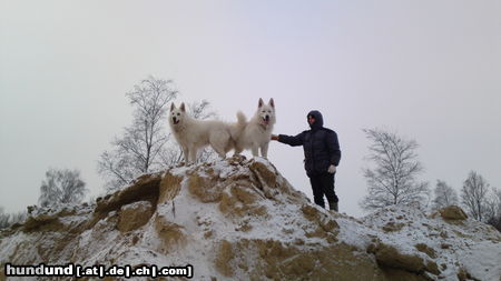 Weißer Schweizer Schäferhund