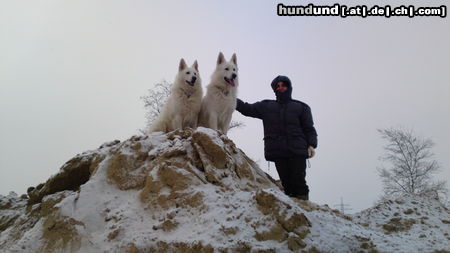 Weißer Schweizer Schäferhund