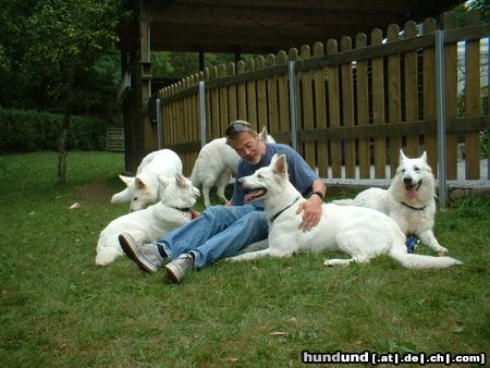 Weißer Schweizer Schäferhund Hunde Foto 5987 Weißer Schweizer Schäferhund Debora,Dixy,Fillepien,Dena + Benji vom Selberg