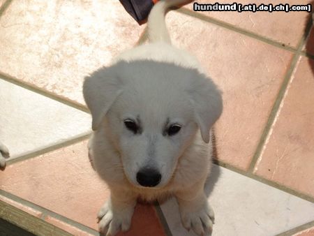 Weißer Schweizer Schäferhund Hunde Foto 24701 Weißer Schweizer Schäferhund brave Allegra