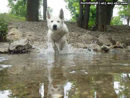 Weißer Schweizer Schäferhund Hunde Foto 24700 Weißer Schweizer Schäferhund Allegra im Wasser