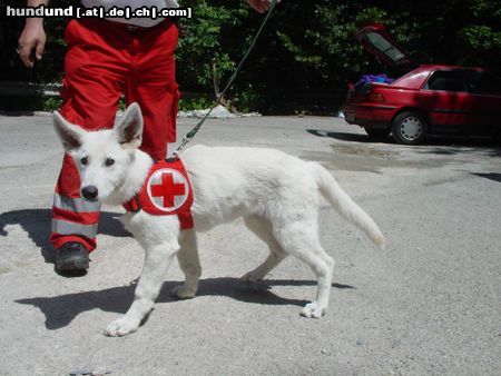 Weißer Schweizer Schäferhund Hunde Foto 24702 Weißer Schweizer Schäferhund wenn ich groß bin, werde ich ein Rettungshund